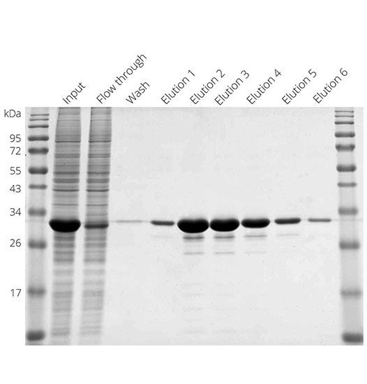 Purification of Chromotek Spot-tagged GFP with Spot-Cap from HEK293T cell lysate in gravity flow column format