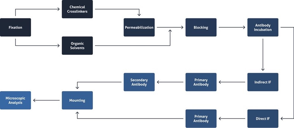 overview of Immunofluorescence protocol