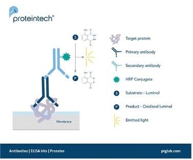 Signal generation in chemiluminescent western blotting