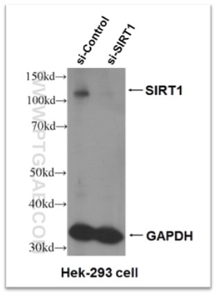 Knock-down validation result of SIRT1 antibody (13161-1-AP). Significant decrease in signal in SIRT1 siRNA treated HEK-293 cells.