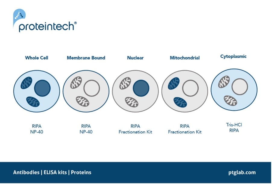 recommended protein extraction buffers depending on the localization of your protein of interest.