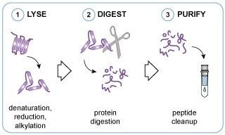 iST-GFP-Trap-Kit_Graphical-Abstract_v1