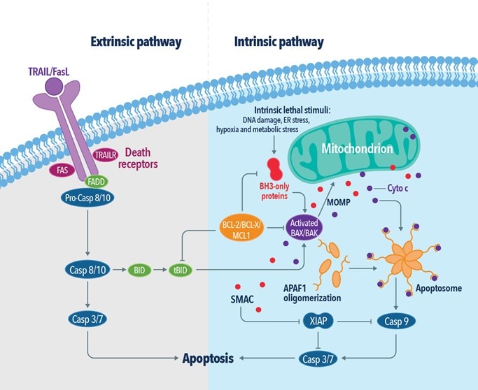 The extrinsic and intrinsic pathways of apoptosis.