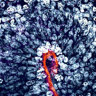 Microscopy image by Ryszard Wimmer