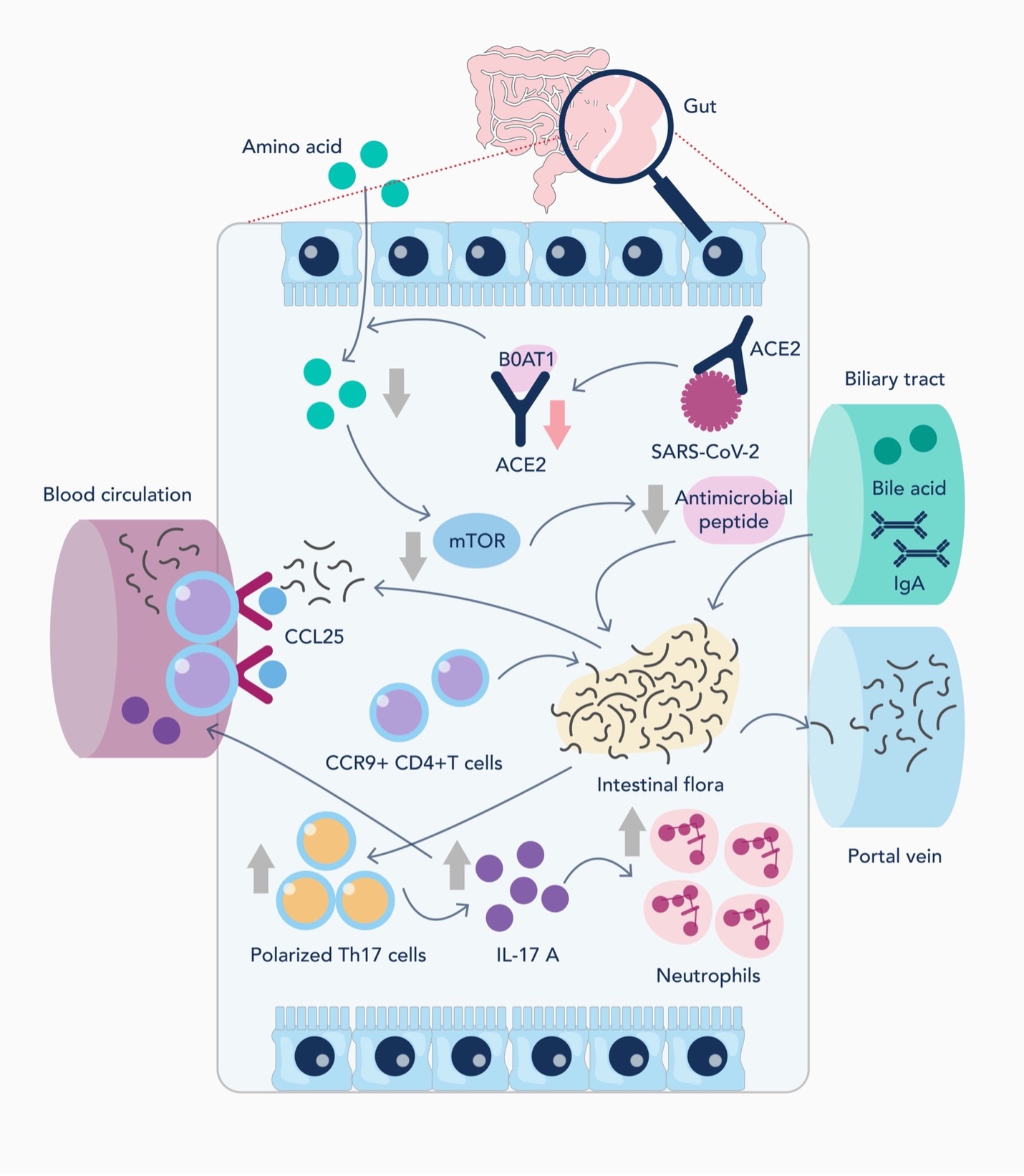 Graphic detailing inflammatory mechanism of COVID-19 infection in the gut.