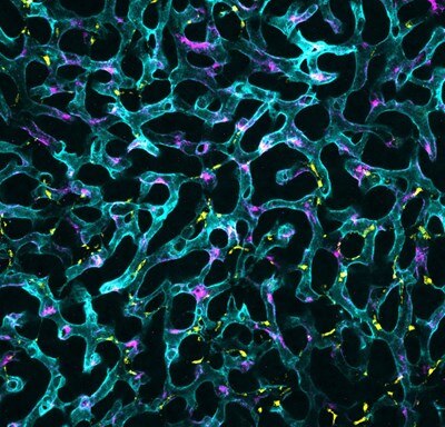 Microscopy image by Bhavin Shah