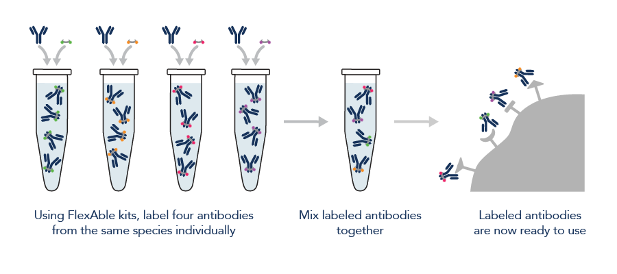 FlexAble provides the easiest way to multiplex antibodies from the same species and isotype