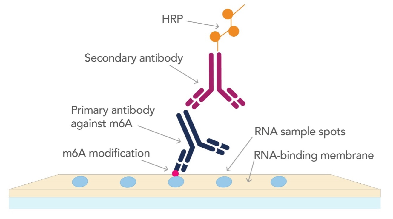 Graphical representation of identifying m6A modification by dot blot