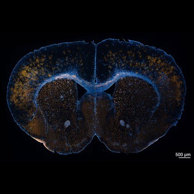 Microscopy image by Andrew Octavian Sasmita