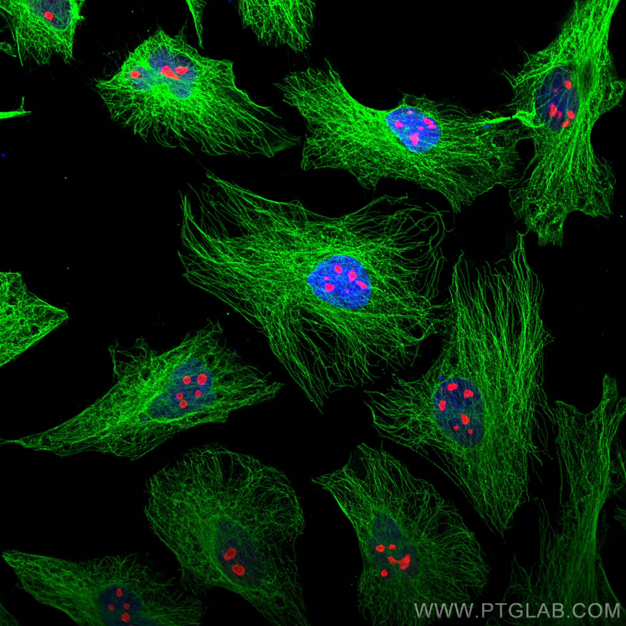 Immunofluorescence (IF) analysis of Hela cells stained with rabbit anti-Alpha Tubulin polyclonal antibody (11224-1-AP, green) and mouse anti-NPM1 monoclonal antibody (60096-1-Ig, red). Multi-rAb CoraLite® Plus 488-Goat Anti-Rabbit Recombinant Secondary Antibody (H+L) (RGAR002, 1:500) and Multi-rAb CoraLite® Plus 594-Goat Anti-Mouse Recombinant Secondary Antibody (H+L) (RGAM004, 1:500) were used for detection.