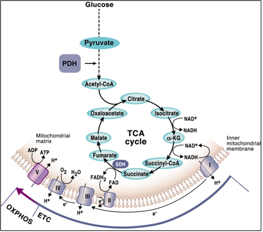 Diagram of TCA cycle components interacting with OXPHOS process