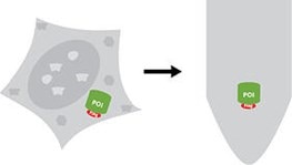 Isolation of a Flag®-tagged protein from a crude sample