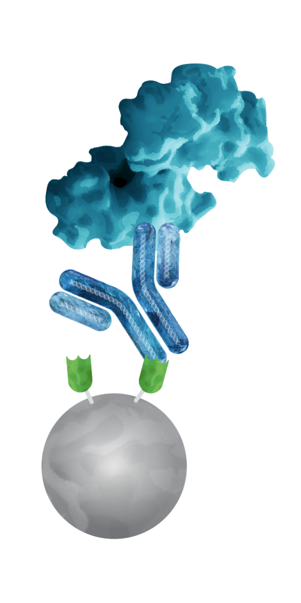 Illustration of Anti-IgG VHH Beads binding to a mouse or rabbit IgG antibody for immunoprecipitation