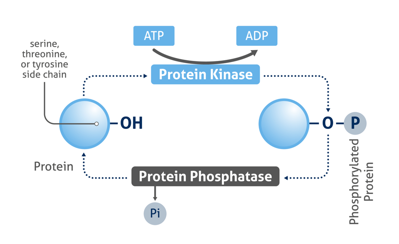 Diagram of the protein phosphorylation mechanism