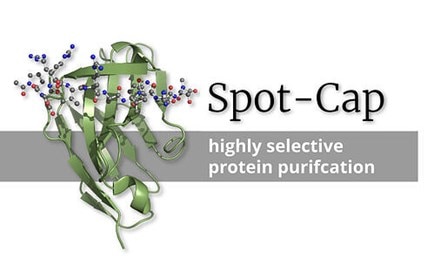 chromotek spot cap protein structure