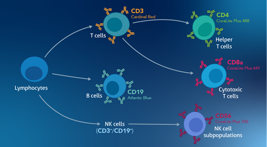 CD3、CD4、CD8a、CD19、CD56マーカーを利用したリンパ球（T細胞、B細胞、NK細胞）の分類戦略