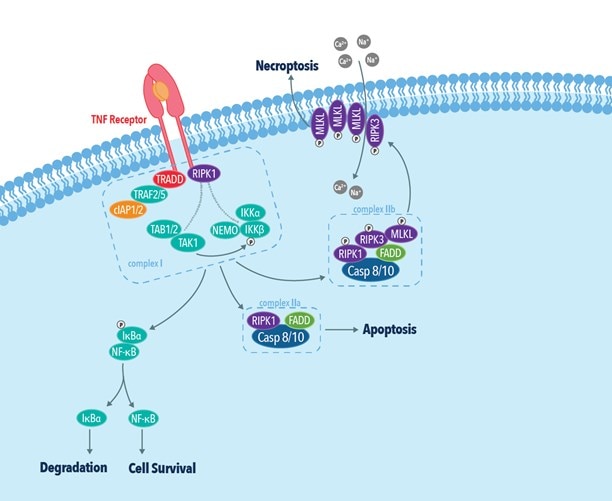 The TNF receptor dependent necroptotic pathway