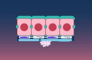 How Organ-Chip Technology is Redefining Human Physiology and Disease ...