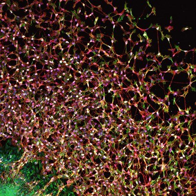 Microscopy image by Ádám Soós