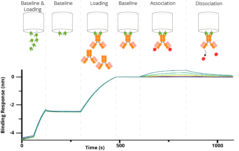 Nano-CaptureLigand Biosensor with Diagram Spike