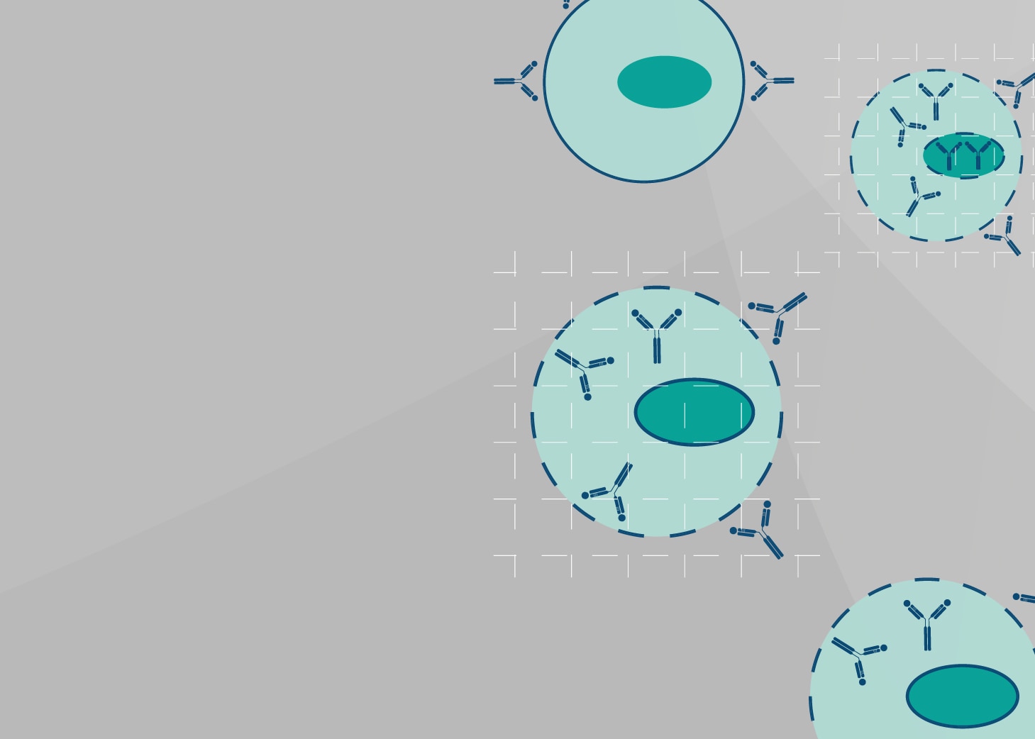 Intracellular Flow Cytometry Staining Protocol Proteintech Group