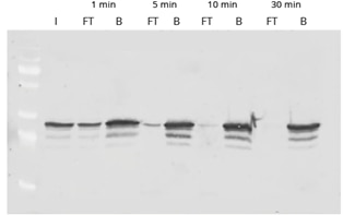 GFP-Trap fast binding of GFP
