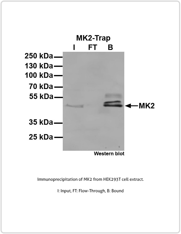 Immunoprecipitation of Mdm4/HdmX.