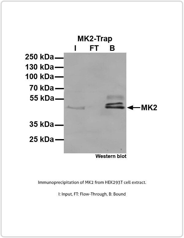 Immunoprecipitation of Mdm4/HdmX.