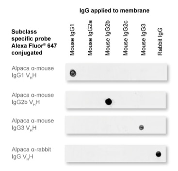 The anti-mouse IgG2b Nano-Secondary is subclass-specific and does not cross-react with IgGs from other commonly used species (here rabbit) and with mouse IgG1 and IgG3 subclasses.