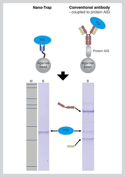 Chromotek GFP-Trap vs conventional GFP antibody diagram