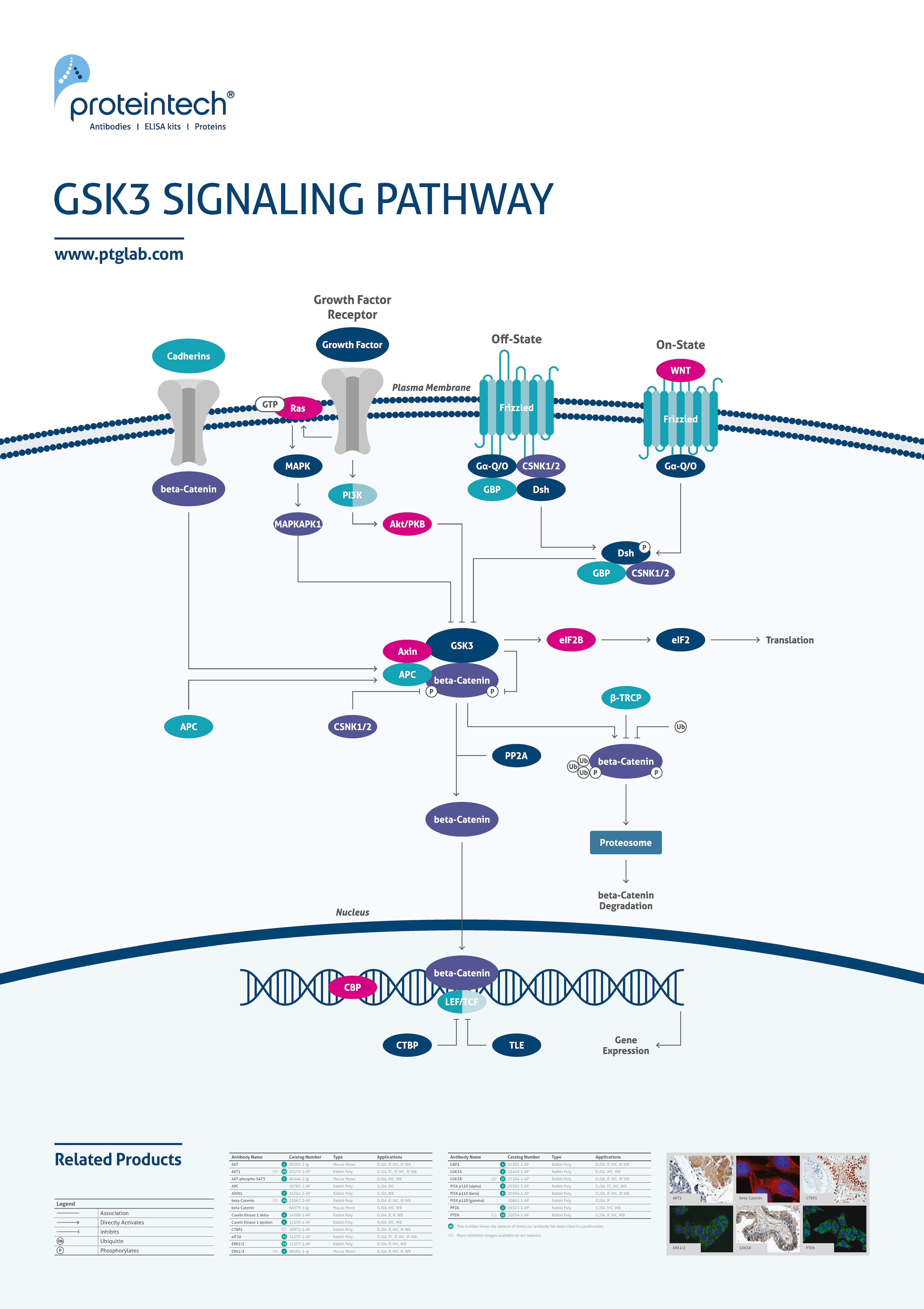 GSK3 signaling poster thumbnail