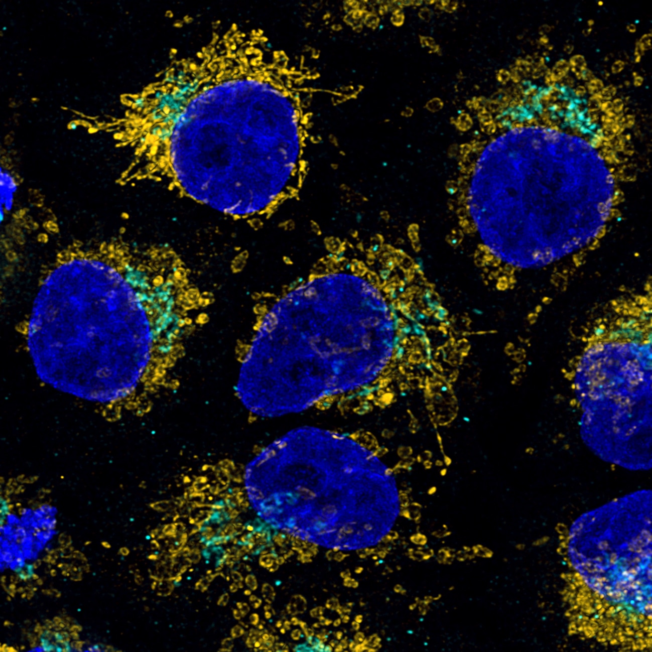 Immunofluorescence of HeLa: PFA-fixed HeLa cells were stained with anti-HSP60 antibody (66041-1-Ig) labeled with FlexAble CoraLite Plus 550 Kit (KFA022, yellow), anti-GORASP2 antibody (66627-1-Ig) labeled with FlexAble CoraLite Plus 650 Kit (KFA023, cyan) and DAPI (blue). Confocal images were acquired with a 100x oil objective and post-processed. Images were recorded at the Core Facility Bioimaging at the Biomedical Center, LMU Munich.