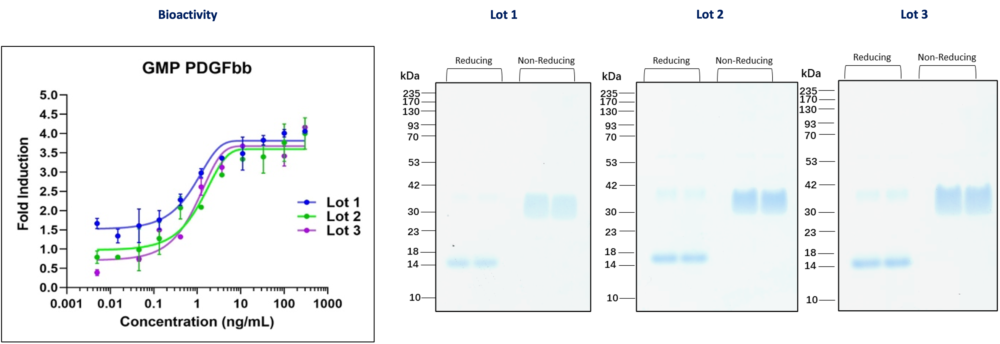 Three independent lots of GMP PDGFbb were tested for their ability to induce the proliferation of NIH/3T3 (mouse fibroblasts) cells.