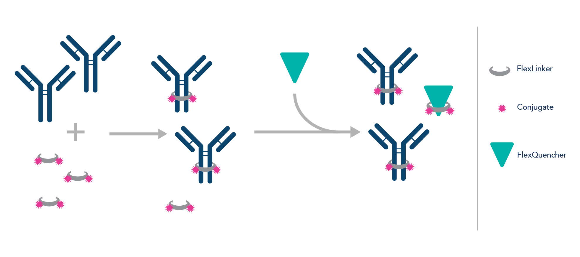 Antibody labeling with Proteintech's FlexAble kit is achieved by using a high affinity non-covalent linker that binds tightly to the antibody within minutes and remains attached indefinitely.