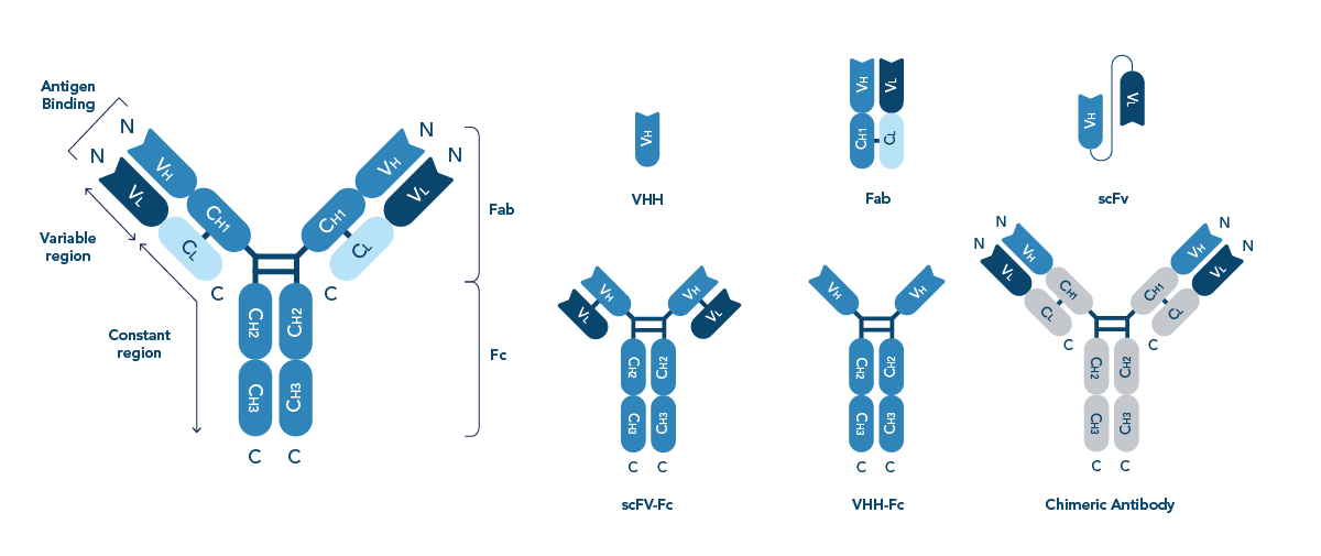 Diagram of antibody structure and formats showing full IgG with Fab and Fc regions, plus VHH, Fab fragment, scFv, scFv-Fc, VHH-Fc, and chimeric antibody
