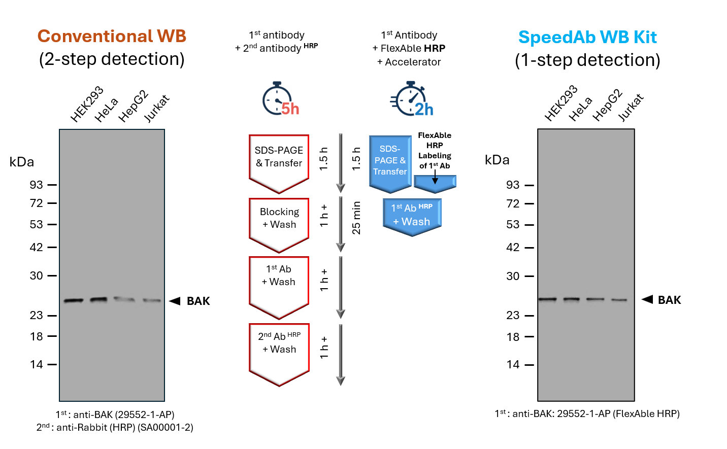 Proteintech's SpeedAb western blot kit shows less than 2 hours workflow for detection compared to 5 hours+ for conventional western blot workflow