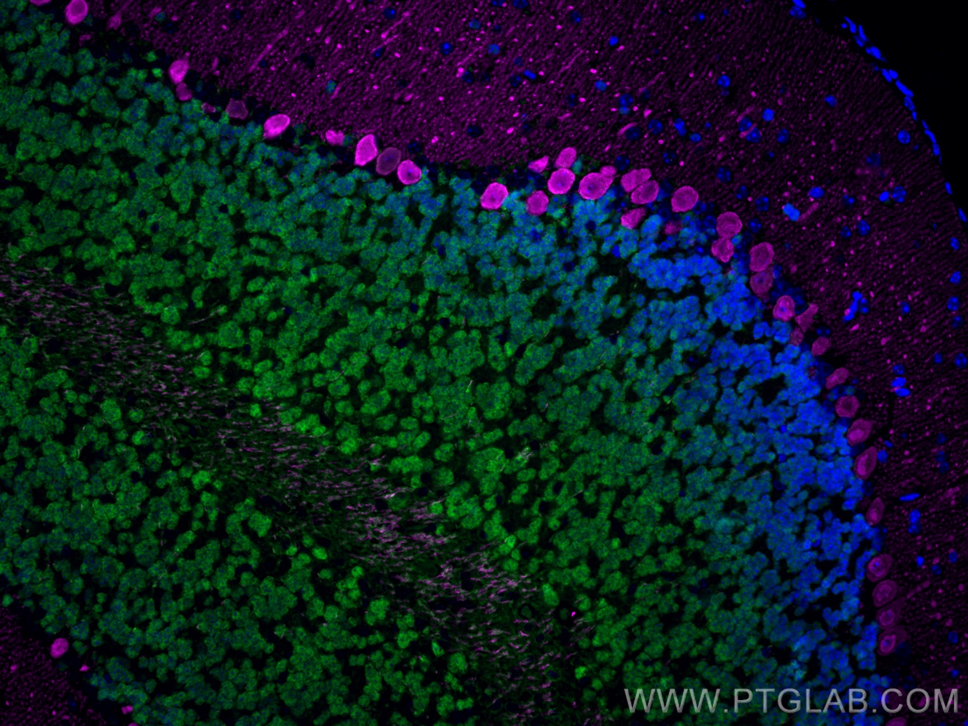 Immunofluorescence (IF) analysis of mouse cerebellum FFPE tissue stained with rabbit anti-NeuN polyclonal antibody (26975-1-AP, green) and mouse anti-Calbindin-D28k monoclonal antibody (66394-1-Ig, magenta). Multi-rAb CoraLite® Plus 488-Goat Anti-Rabbit Recombinant Secondary Antibody (H+L) (RGAM002, 1:500) and Multi-rAb CoraLite® Plus 647-Goat Anti-Mouse Recombinant Secondary Antibody (H+L) (RGAM005, 1:500) were used for detection.