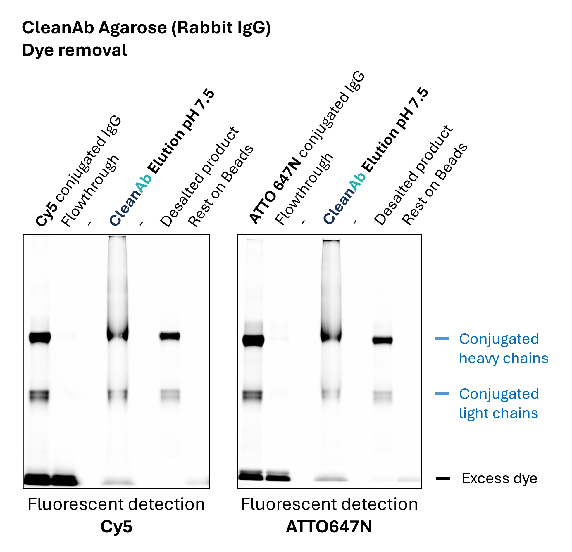 Graph showing dye removal efficiency from rabbit IgG using CleanAb purification method
