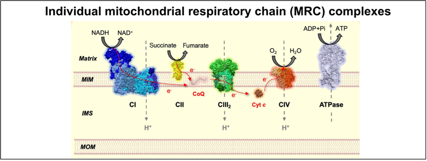 Diagram highlighting the protein structure of 5 complexes involved in the mitochondrial OXPHOS process