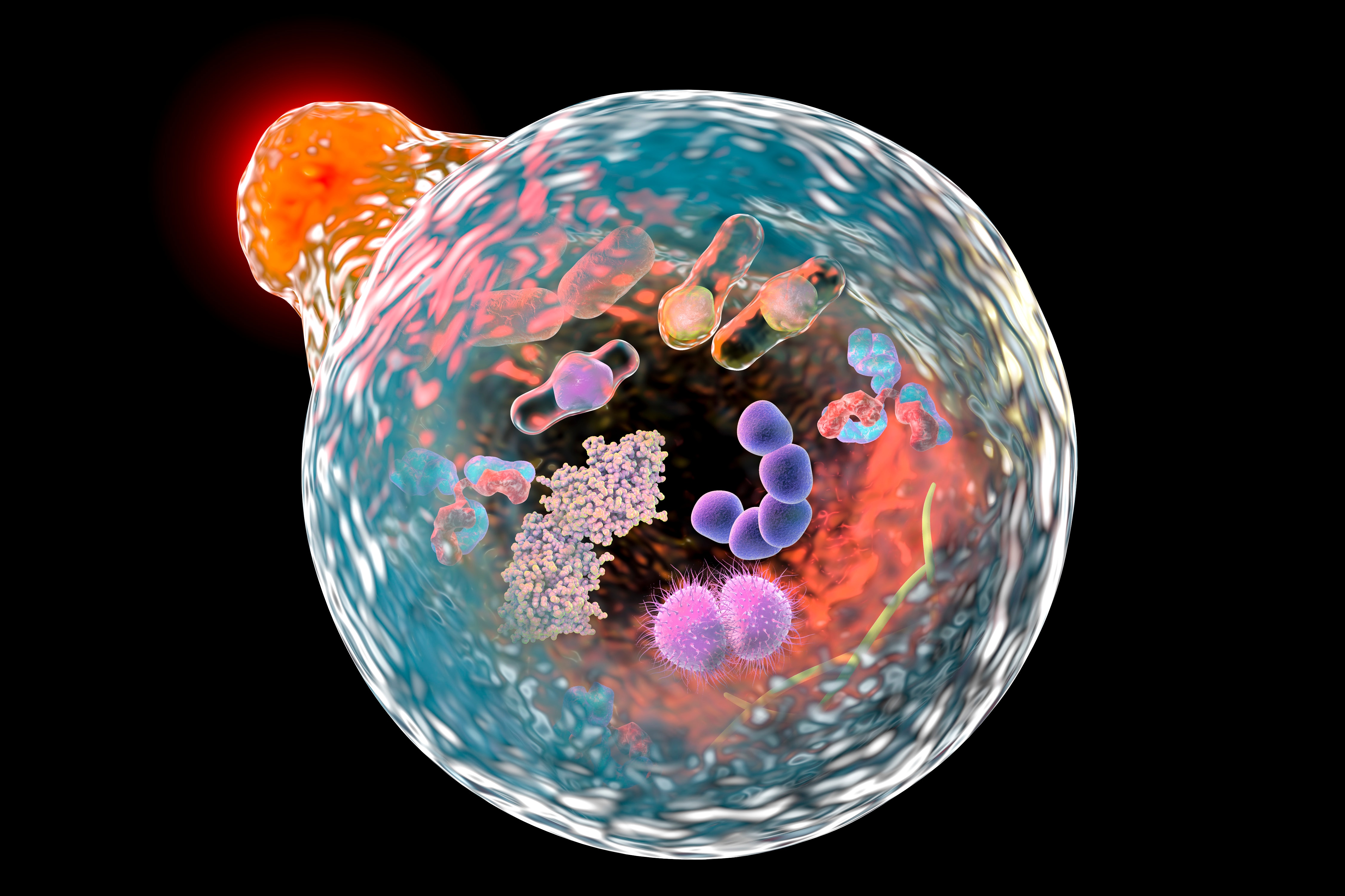 Autophagy graphic illustration