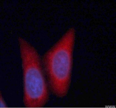 organelle markers early endosome markers