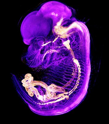 Microscopy image by Lobke Mombeek