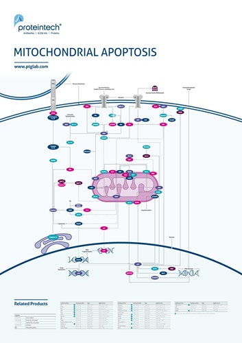 mitochondrial apoptosis pathway