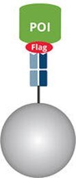 A Flag®-tagged protein