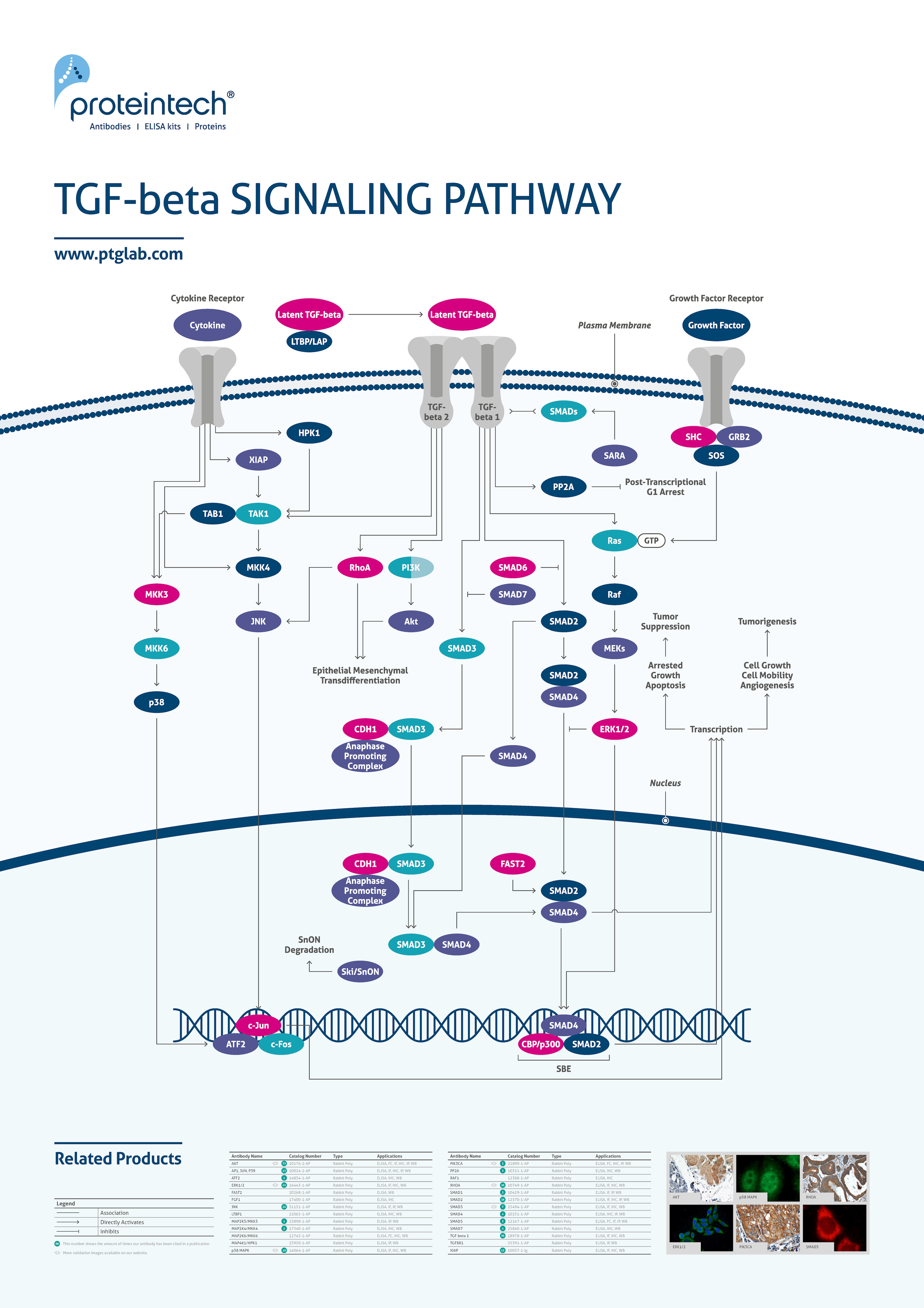 TGF-beta signaling poster thumbnail