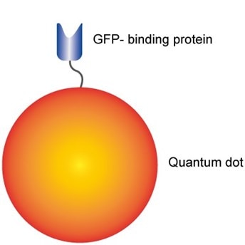 QD-Nanobody ChromoTek