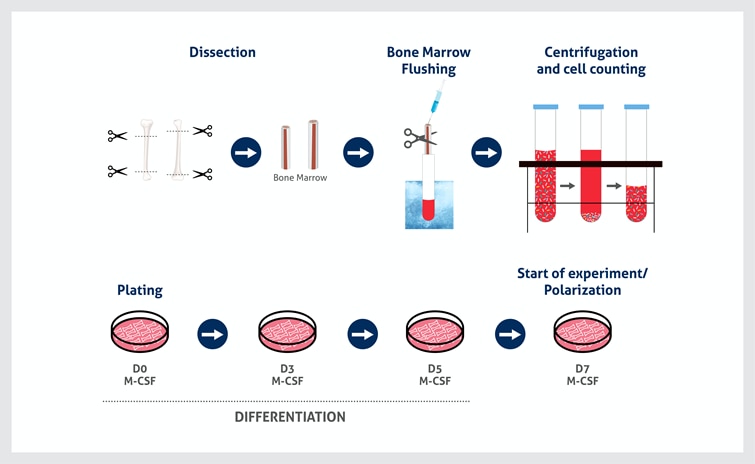 workflow on how to extract and culture bone marrow derived macrophages