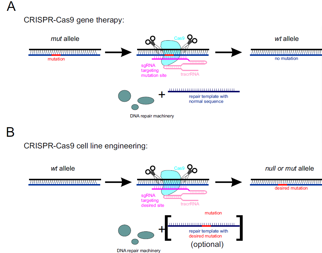 CRISPR-Cas9, TALENs and ZFNs - the battle in gene editing | Proteintech