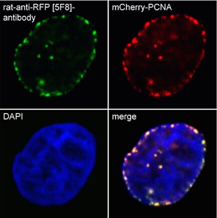 Immunofluorescence of HeLa cells stably  expressing mCherry-PCNA