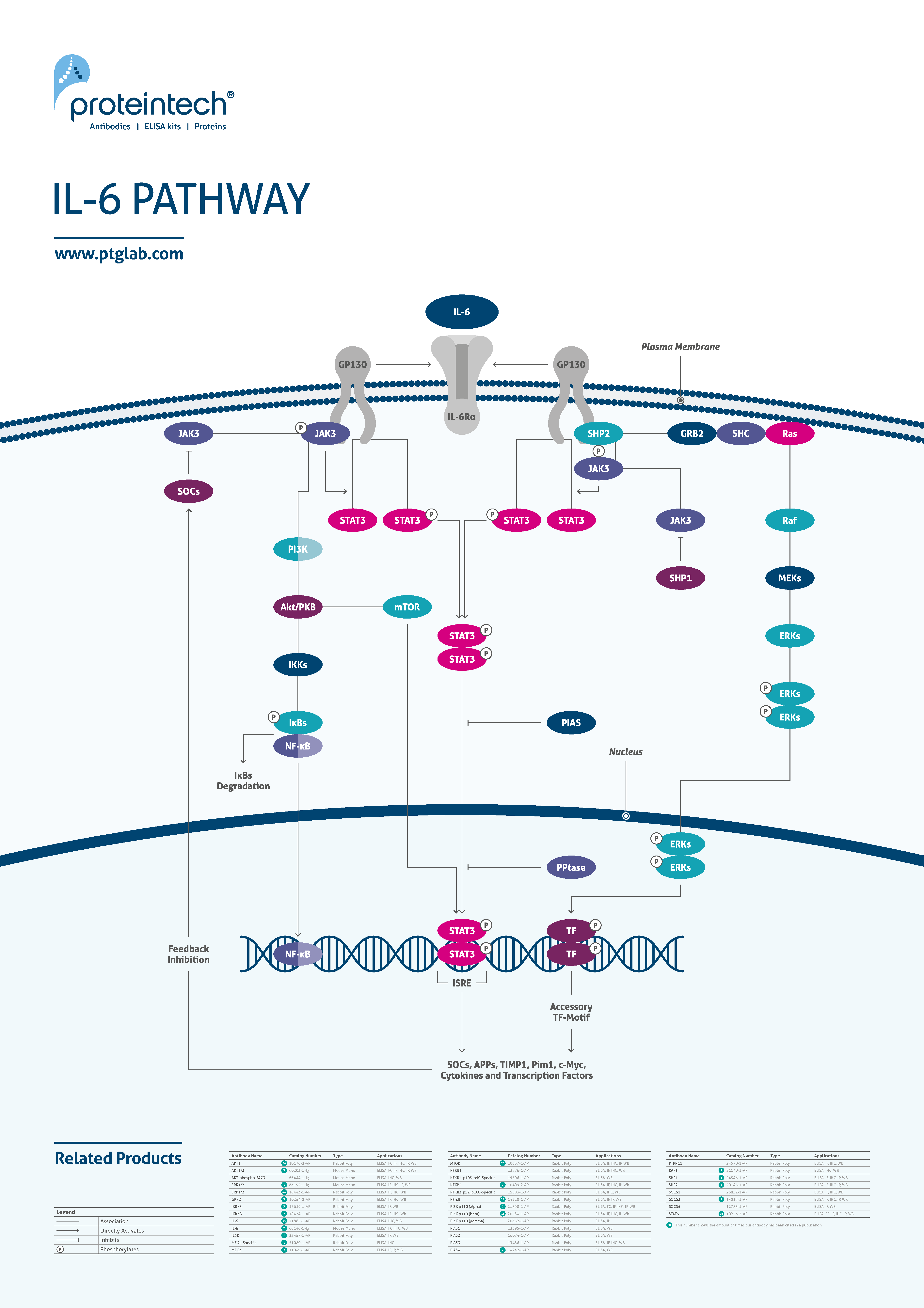 IL-6 pathway poster thumbnail